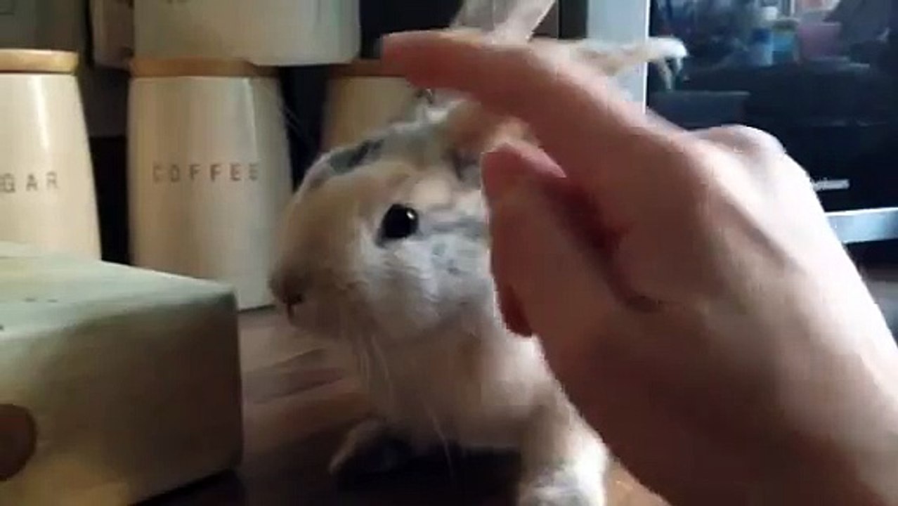 Squeaking rabbit