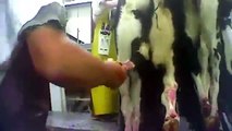 Mercy for Animals - Milk is Cruel