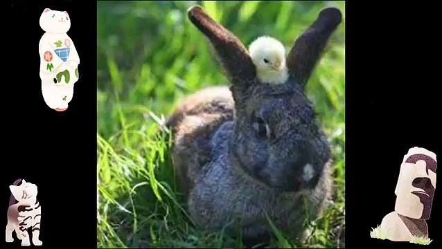 Funny Animals Jokes Animal Compilation Animals Planet Videos Images Of Funny Videos