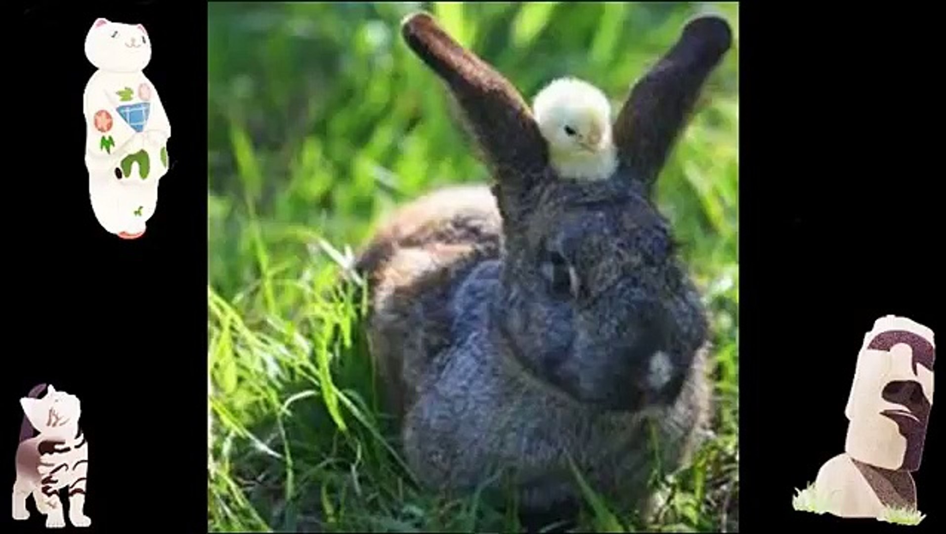 ⁣Funny Animals Jokes Animal Compilation Animals Planet Videos Images Of Funny Videos