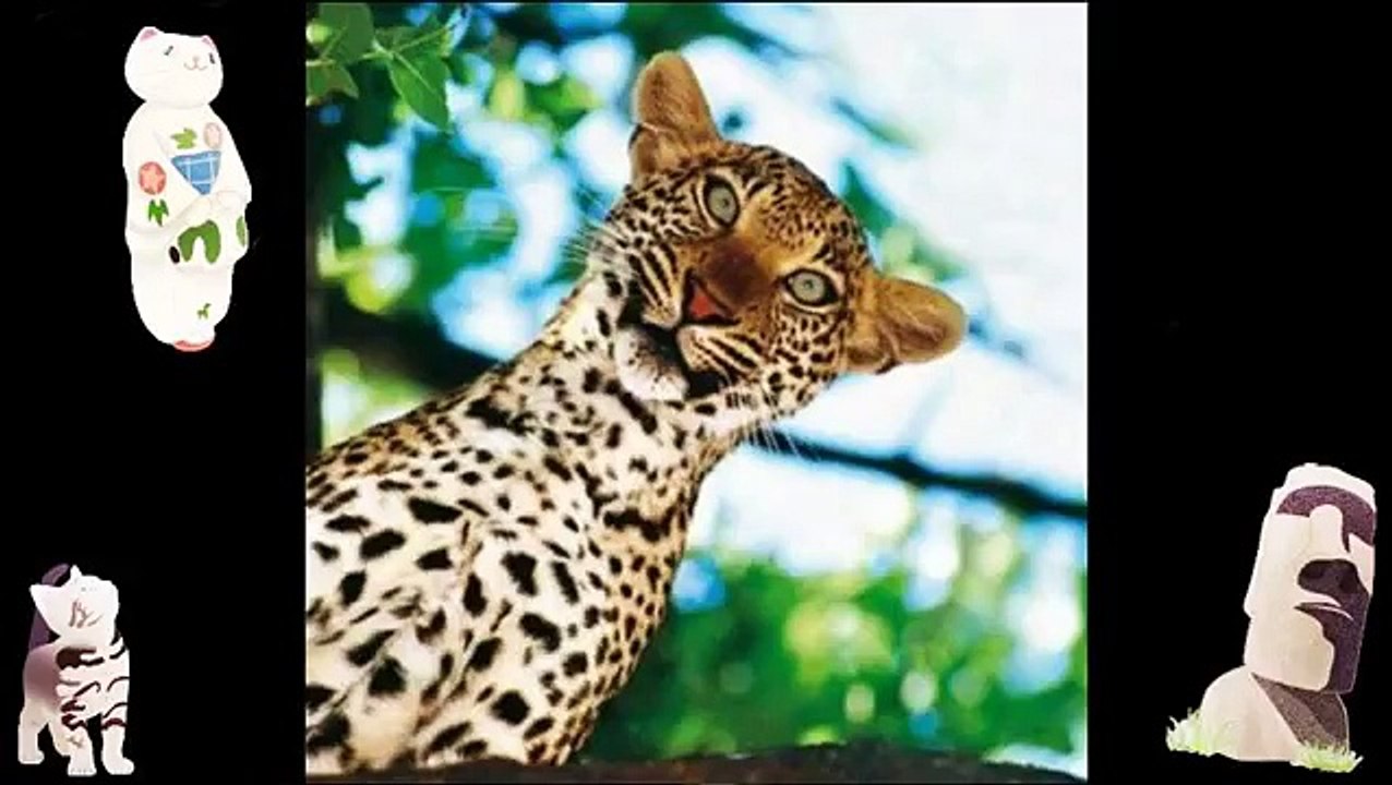 Funny Animals Jokes Animal Compilation Free Online Funny Videos Funny Animal Jokes