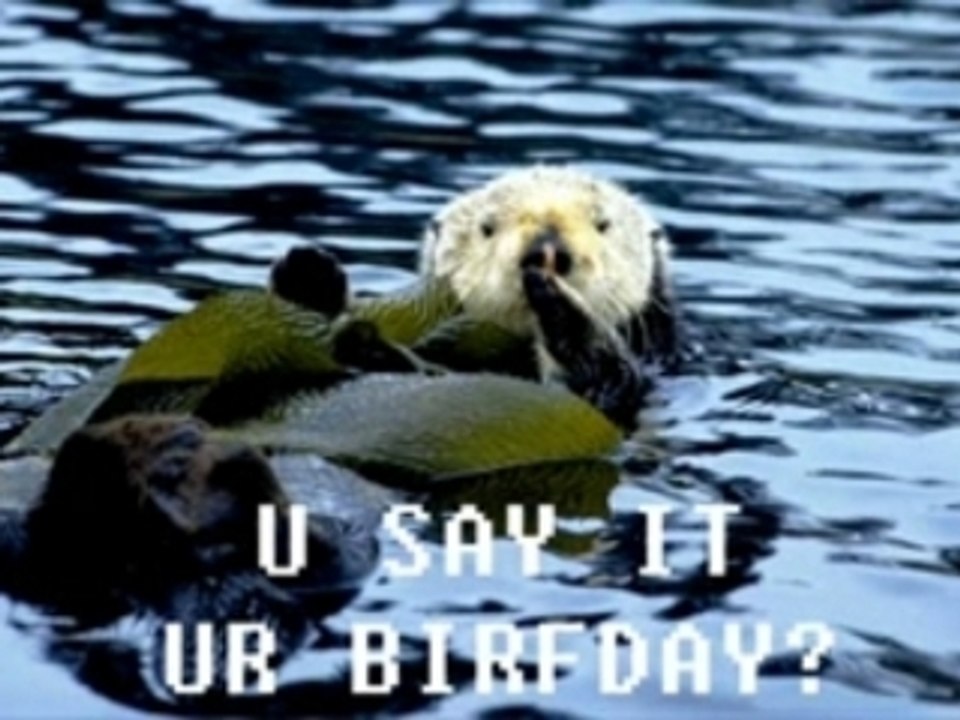 Otter Birthday
