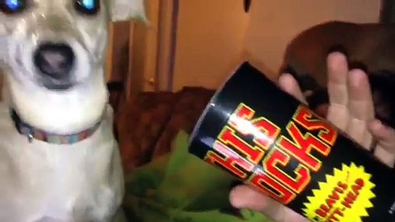 Big cup+small cheagle head=snorting and laughter