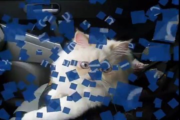 Cat in a car - Purrs all the time