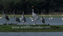 Group of Sarus cranes in flight - Thol Bird Sanctuary, Gujarat