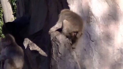 Monyet Lucu Banget Kawin Pula Dia Tuhh hee hee