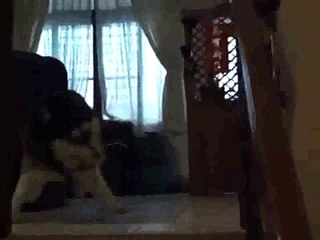 Lucu banget nihh5 Anjingnya sangat Pintar