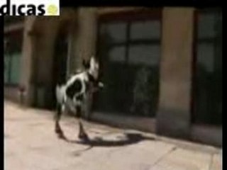 Crazy cow