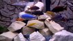Sandstone Rock African Lake Malawi Cichlids in Juwel Trigon 190 Aquarium Fish Tank HD