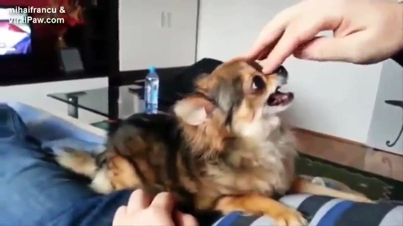 Les chiens les plus marrants du web