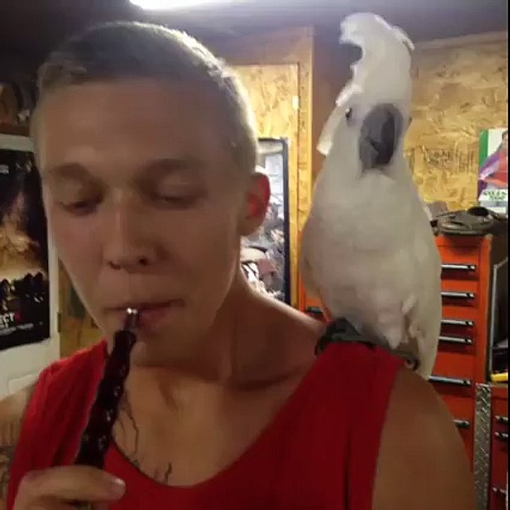 Bird Smokes Hookah Gets HIGH -D AWESOME--By Funny Videos Collection
