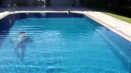 Faire peur à un chat au bord d'une piscine