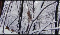 The Golden Snub-Nosed Monkey