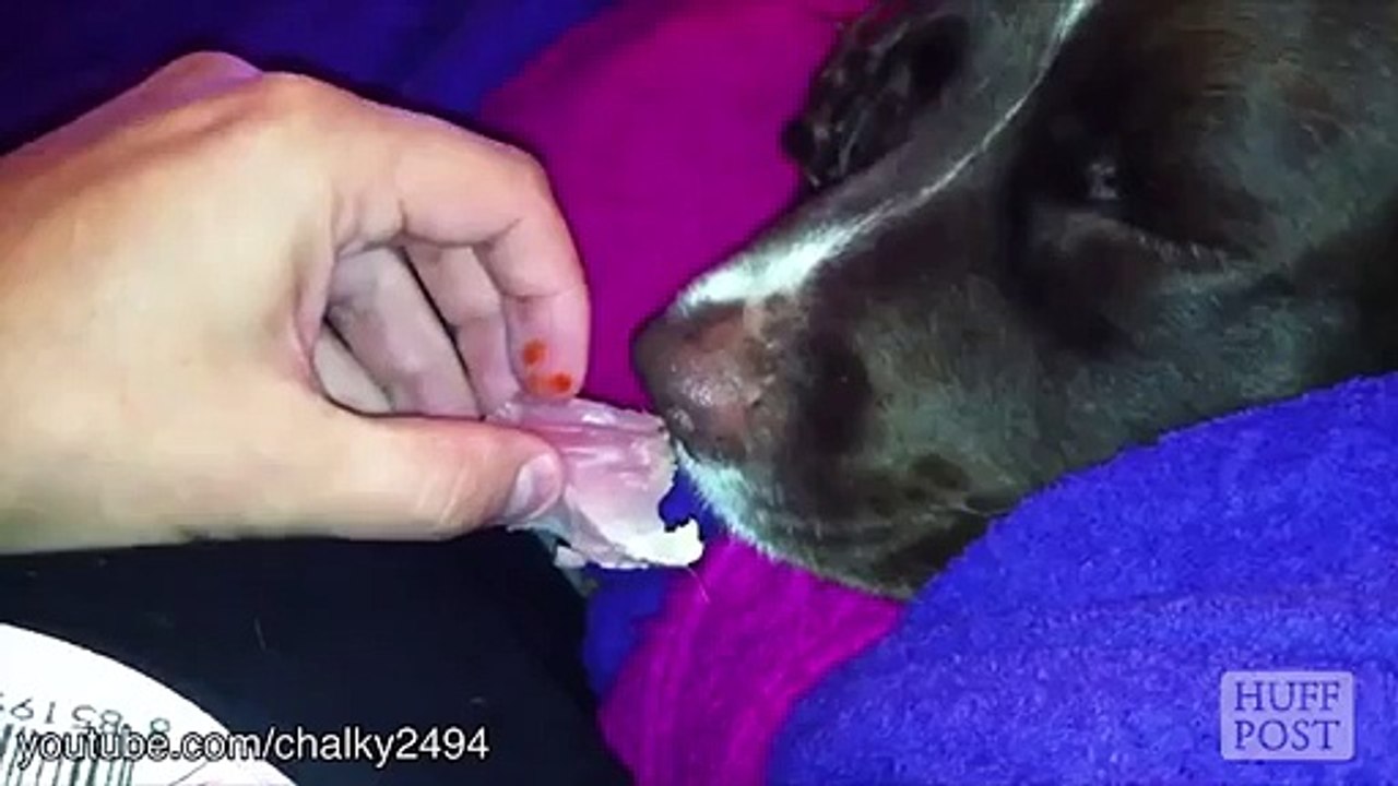 Ces chiens se réveillent par l'odeur alléchés