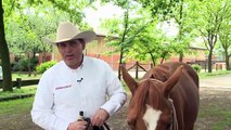 Horsemanship - die Bodenarbeit mit dem Pferd