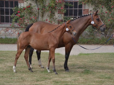 Furyo des Edènes - régional foals - 10ème