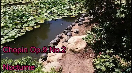 Chopin Op.9 No.2 Nocturne