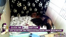 Newborn Yorkshire Terrier Puppies | Week 3 [HD]