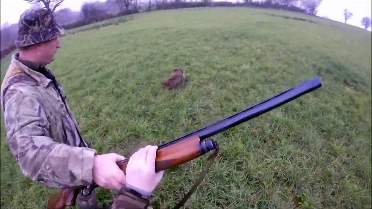 Chasse aux faisans avec Teckel - Très Nombreux...
