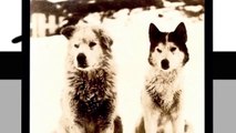 A hundred years journeyed by the Labrador Husky in Labrador, the Arctic, Antarctica & Scotland.