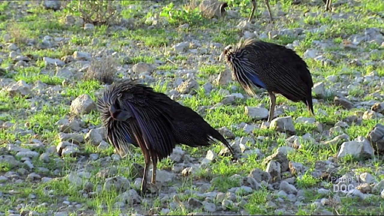 Shaba. Adaptaciones Animales | Naturaleza - Planet Doc
