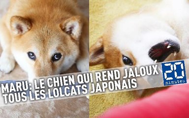 Marutaro: Le chien qui rend jaloux tous les lolcats japonais