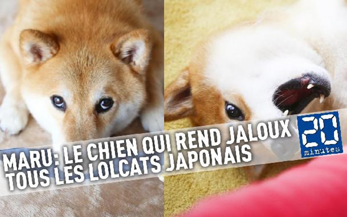Marutaro: Le chien qui rend jaloux tous les lolcats japonais