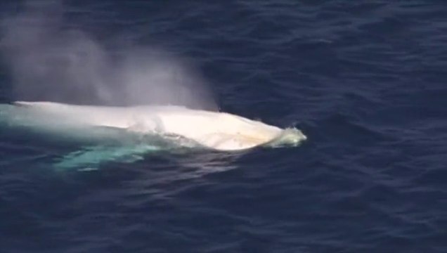 Très rare apparition d'une baleine blanche à bosse au large de l'Australie