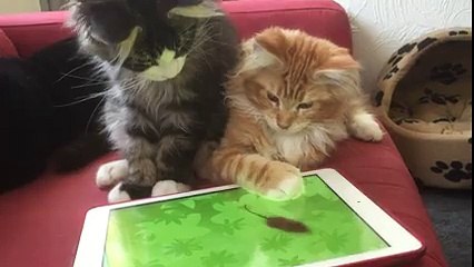 Chatons avec l'ipad