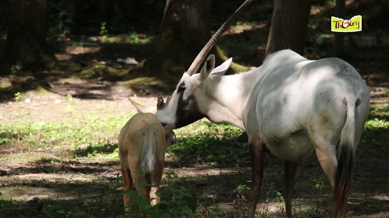 L'Oryx d'Arabie, une réintroduction en bonne voie !