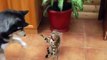 When Dog Meets Funny Cats For The First Time - Funny Moments