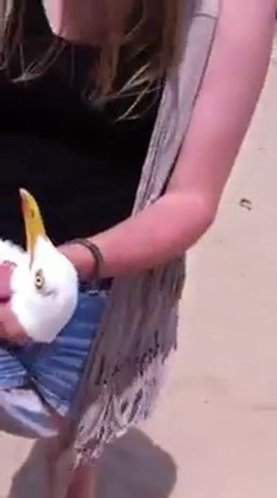 Stupid girl catches seagull at the beach with h...