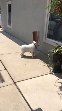 Un Bulldog Anglais adore jouer avec des boîtes... et se cogne partout !