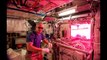 Les astronautes vont manger des légumes cultivés dans l'espace ! ISS - Station Spatiale Internationale