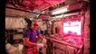 NASA astronauts will eat space-grown veggies in the ISS - International Space Station