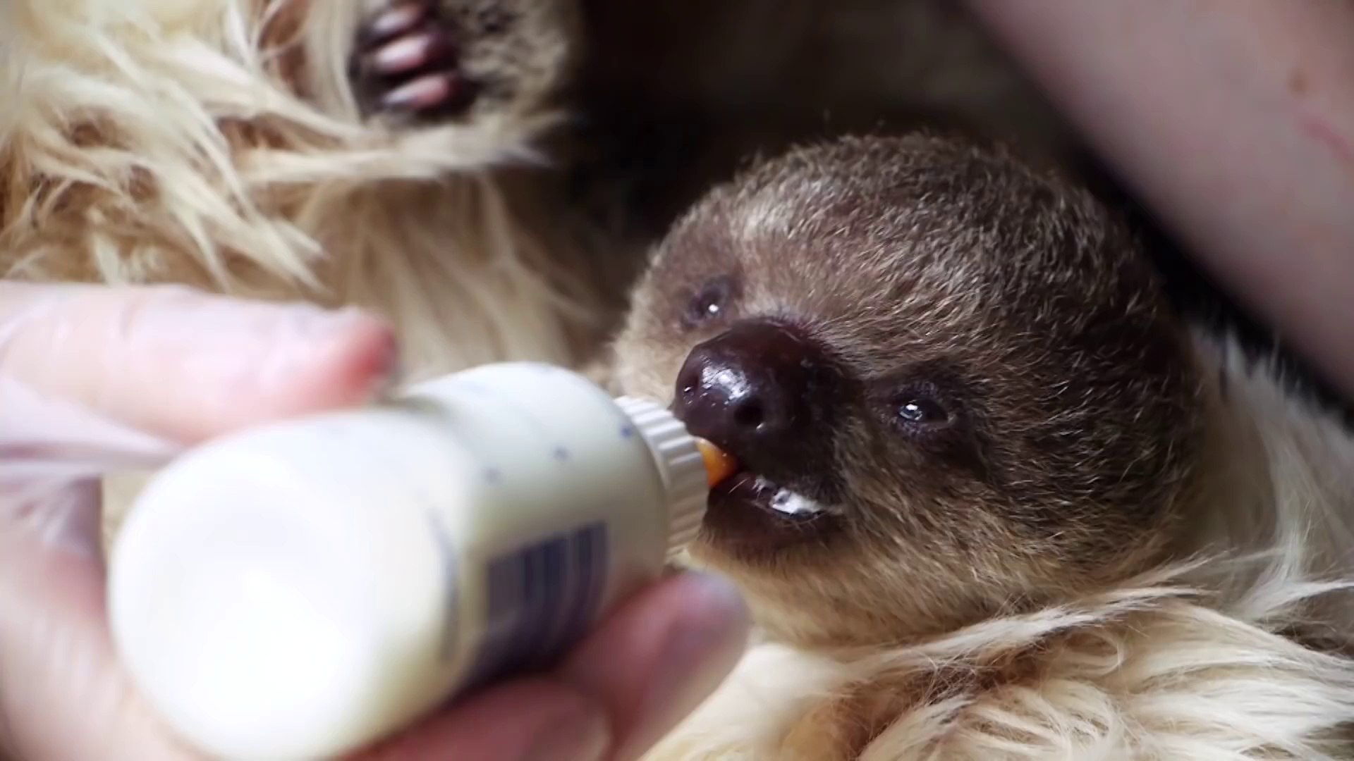 Ce Bebe Paresseux Va Vous Rendre Gaga Et Amoureux J En Veux Un Video Dailymotion