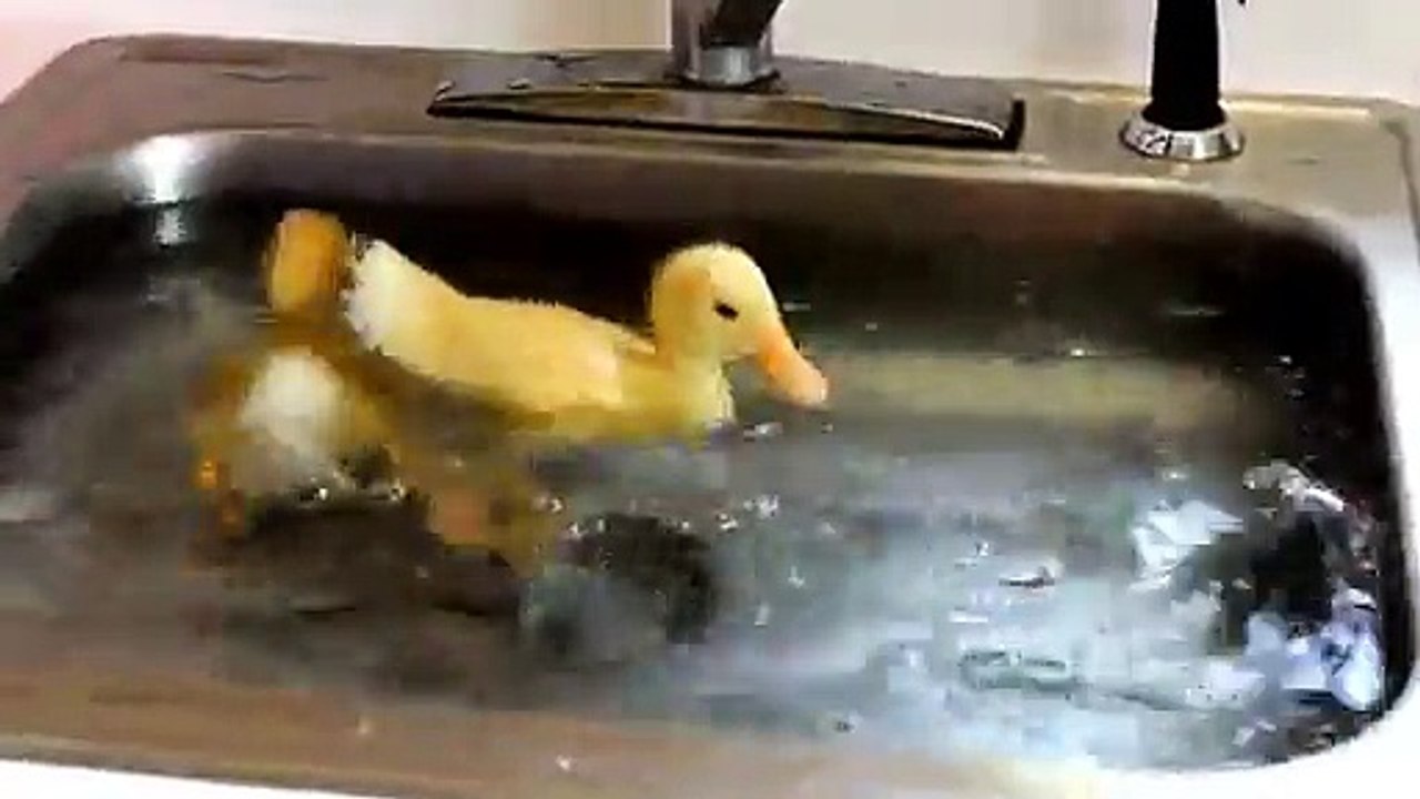 Adorable : ces canetons prennent un petit bain dans un évier