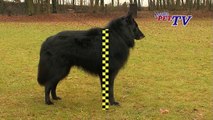 Groenendael - Belgischer Schäferhund: Informationen zur Rasse