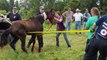 American Humane Association Red Star® Rescues Starving Horses in Tennessee