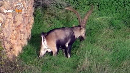 Great Spanish Ibex 2012