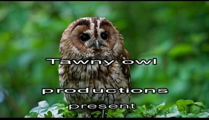 Volunteering with ARC by Dave Meyers