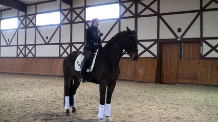 Sundance, oldenburg gelding 2008