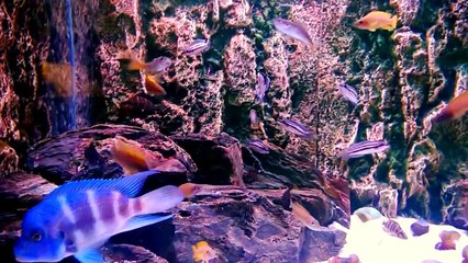 Tanganyika biotope aquarium