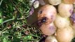 Frelon asiatique ( Vespa velutina ) affamé...