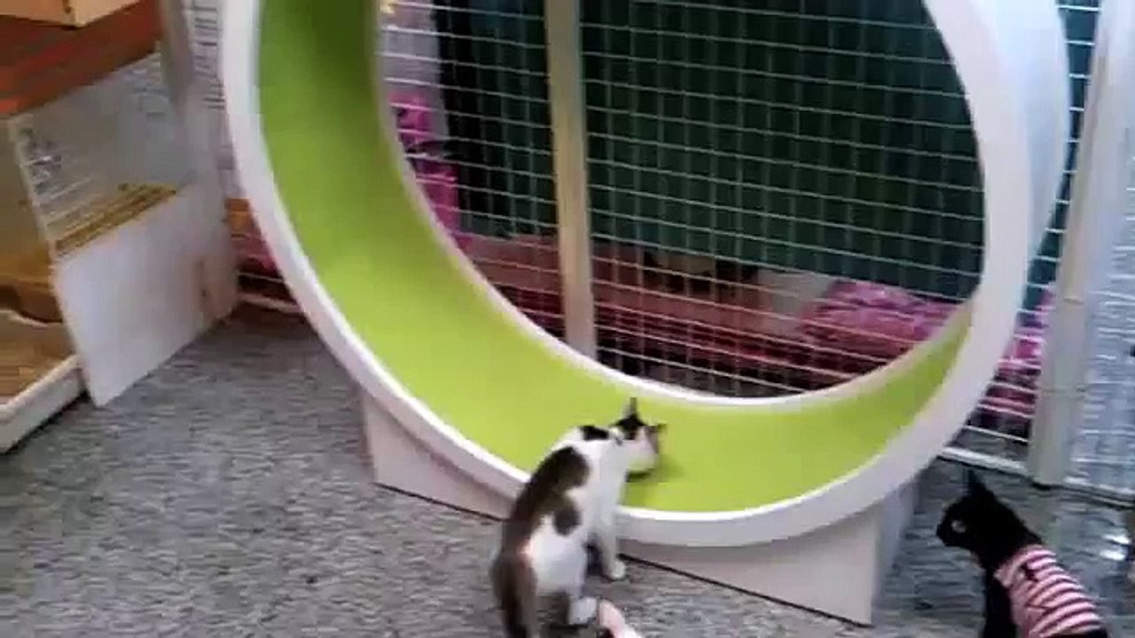 Running cats