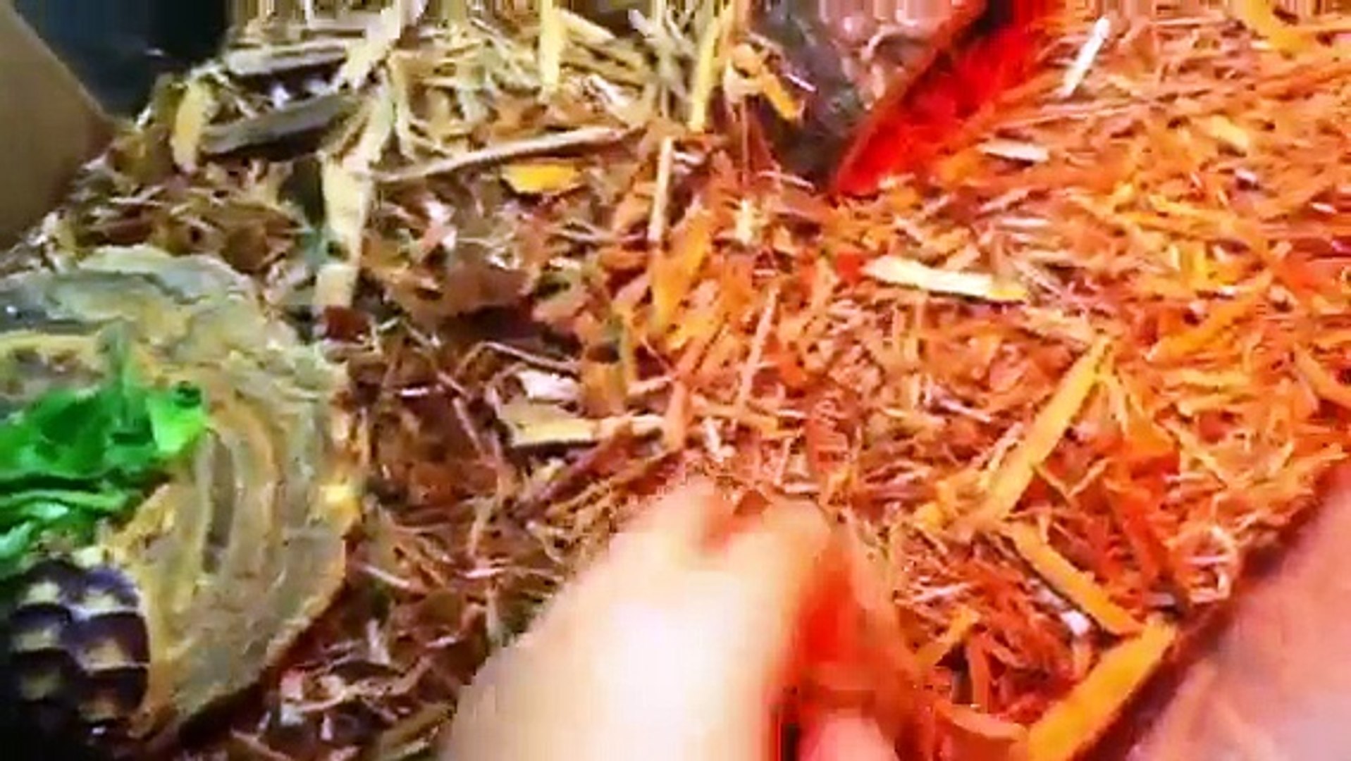 Marginated tortoise setup