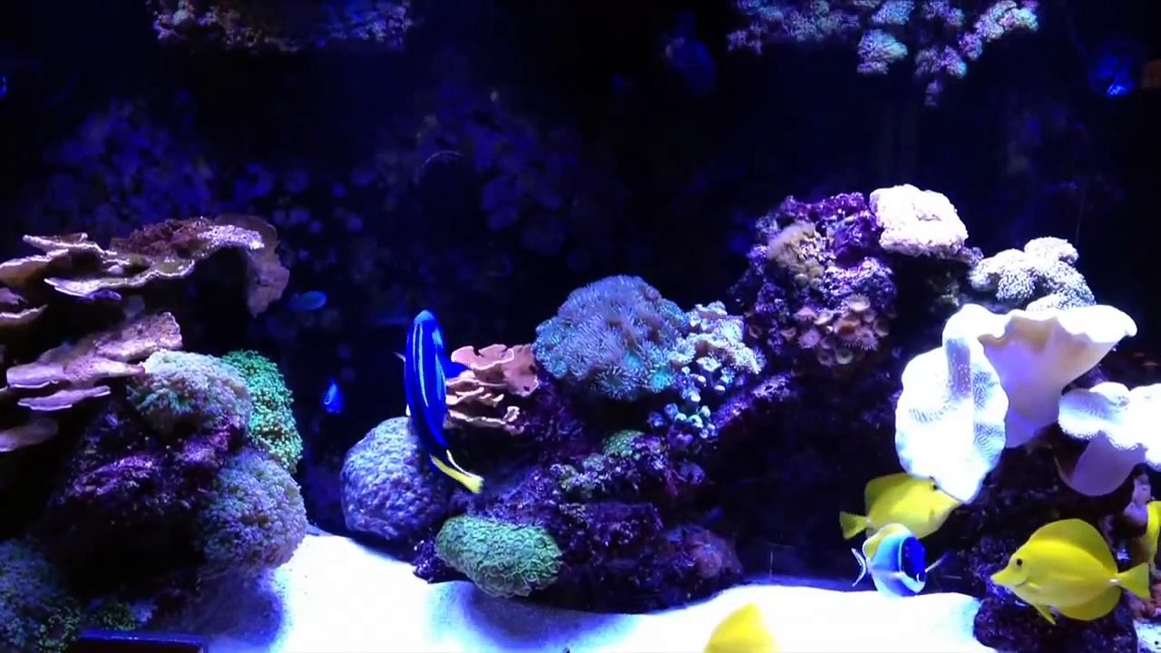 Neptune Apex & Tunze Turbelle - ReefKeeping Video by AmericanReef - Start a Saltwater Aquarium