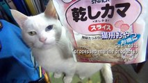 乾しカマ 美味いニャ！ 白猫ユキ “Treats are delicious!”White cat Yuki