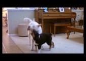 White Siberian Husky and Black-tri Australian Shepherd Puppy Playing