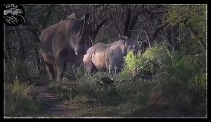 documentary lion vs rhino best attack compilations HD 2015